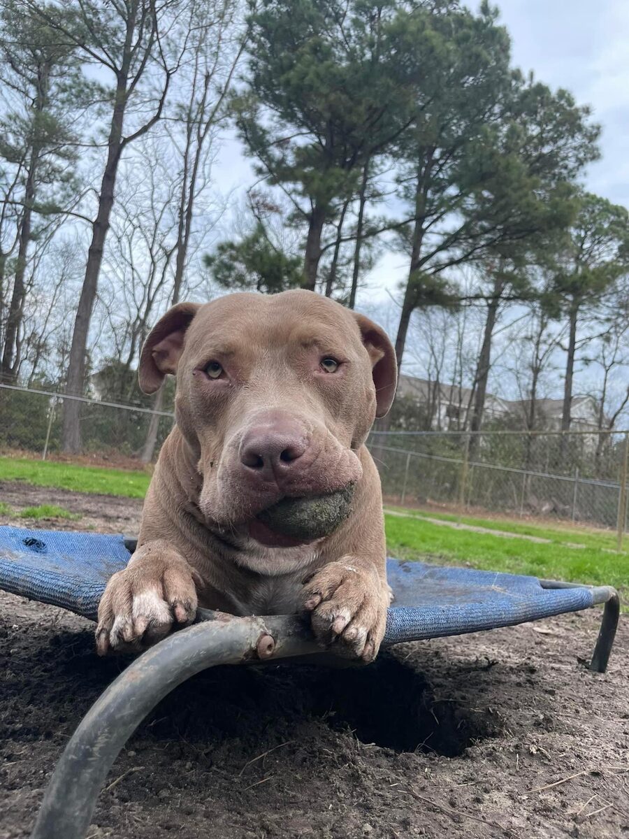 Pets Pal Inn Our Facility Pawville