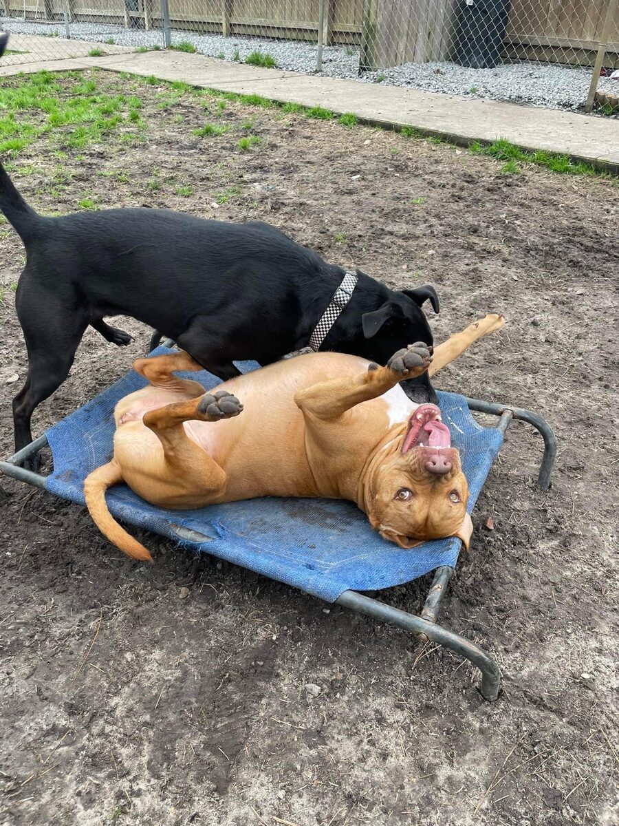 Pets Pal Inn Our Facility Pawville