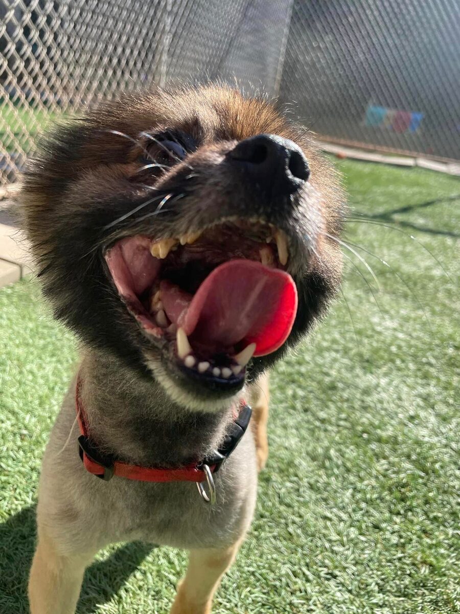 Winder Our Facility Pawville