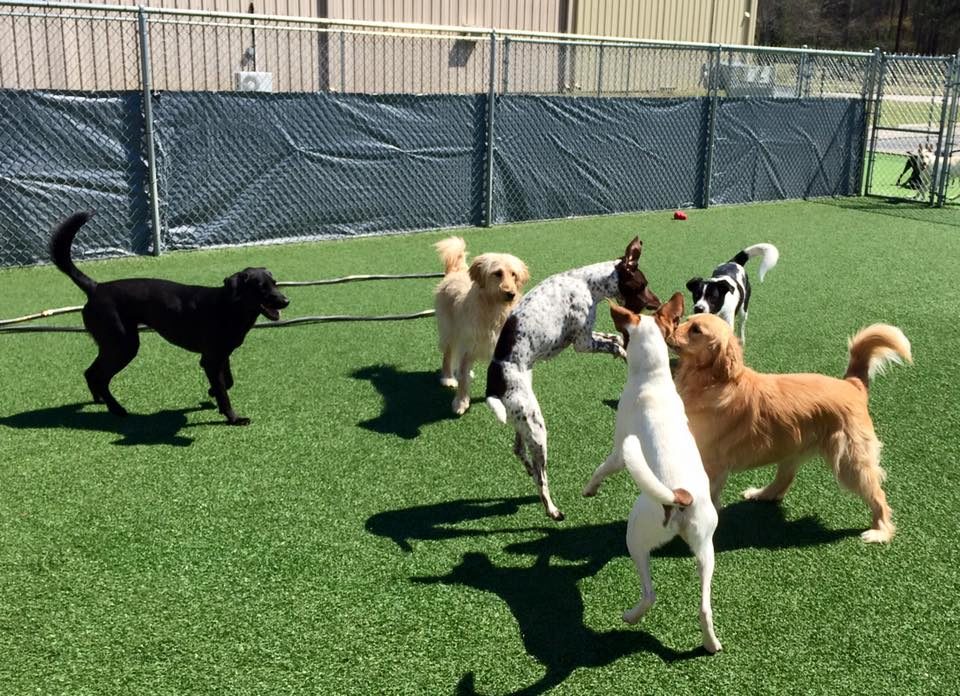 Doggie Daycare Gallery Pet's Best Friend