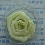 leftover celery