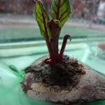 leftover beetroot