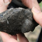 below the soil