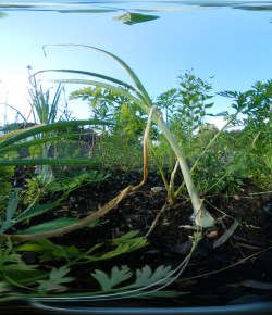 Carrots Growing