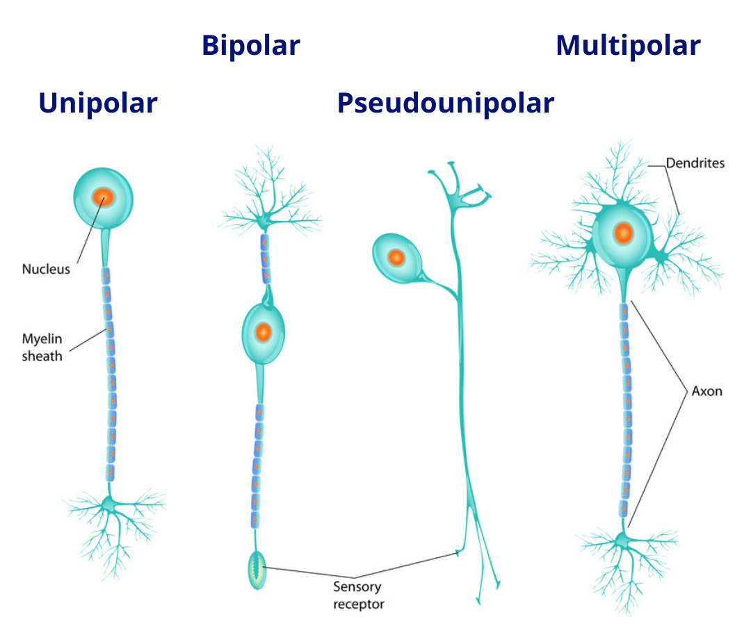 Unipolar Neuron Diagram 06. Nervous System Part 1 Mister