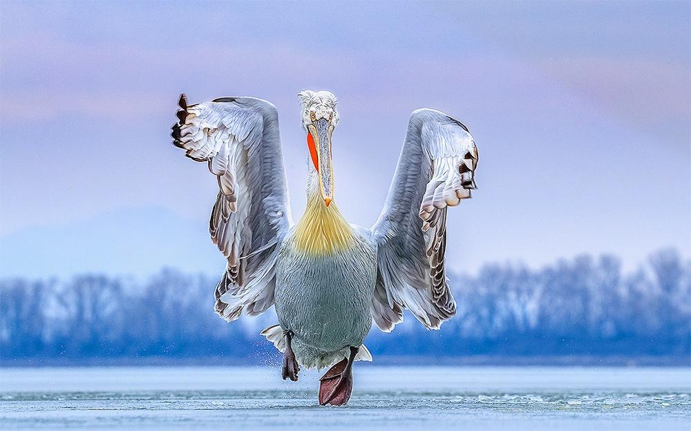 Bird Photographer of the Year 2021 2021 Photography Competitions