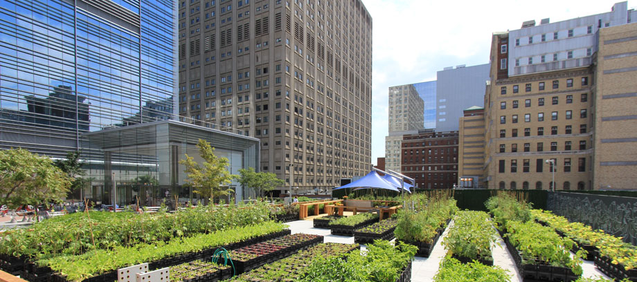 Restaurant Turns Stalled Site Into Urban Farm Intercon