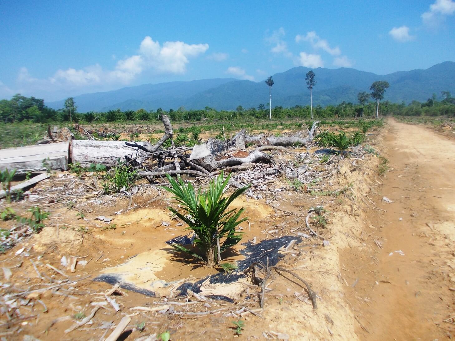 Philippines Local Palawaños Stand Strong Against Oil Palm