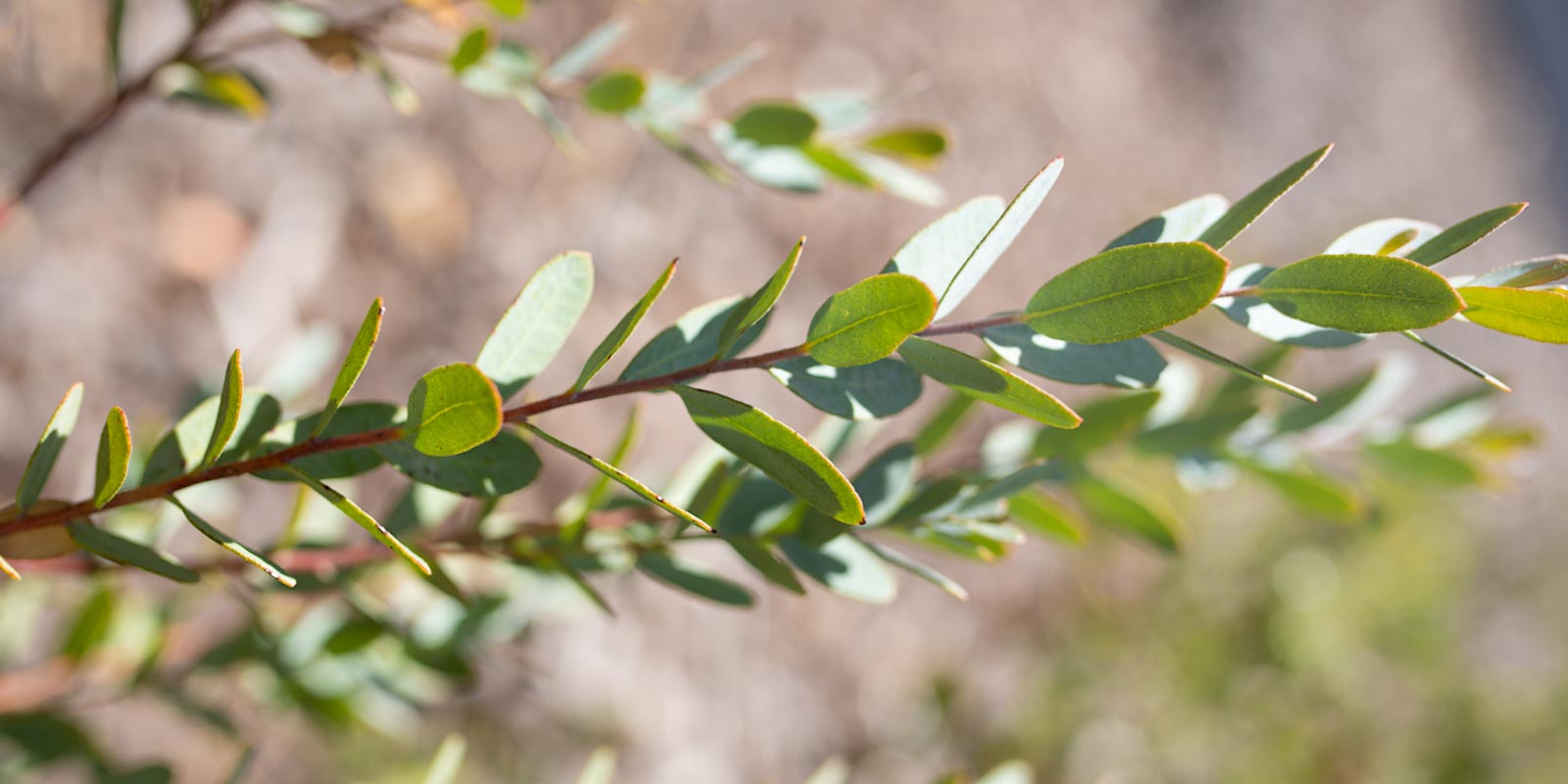 Native Australian plants The Interest Forest