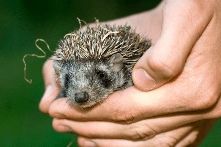 How many babies do Hedgehogs have? Interesting Animal Facts