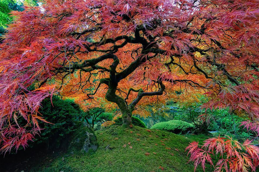 The Most Beautiful Trees in the World that will take Your Breath Away