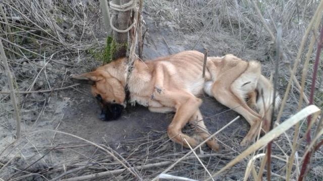 » Tierquälerei wenn Wehrlose zu Opfern werden