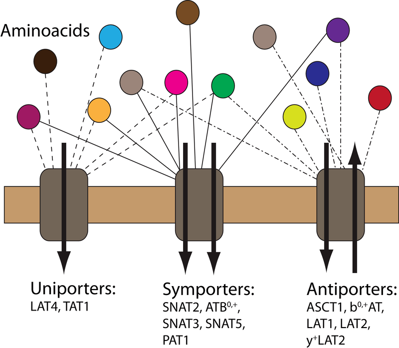 Modeling of amino acid transport across cell membrane The Interface Group