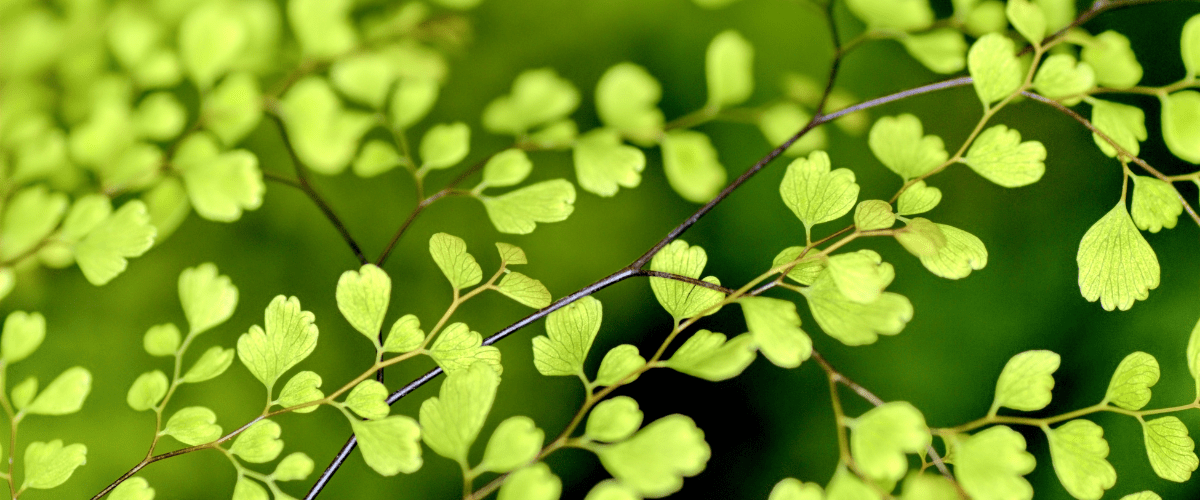 La naissance de la démarche RSE d'Interfor