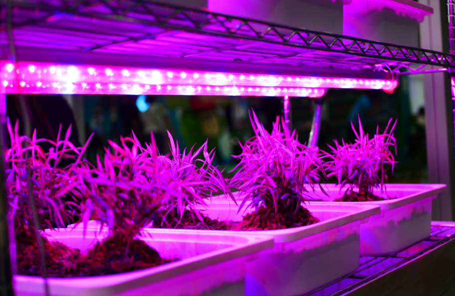 Grow Light Best Grow Lights NZ 2021