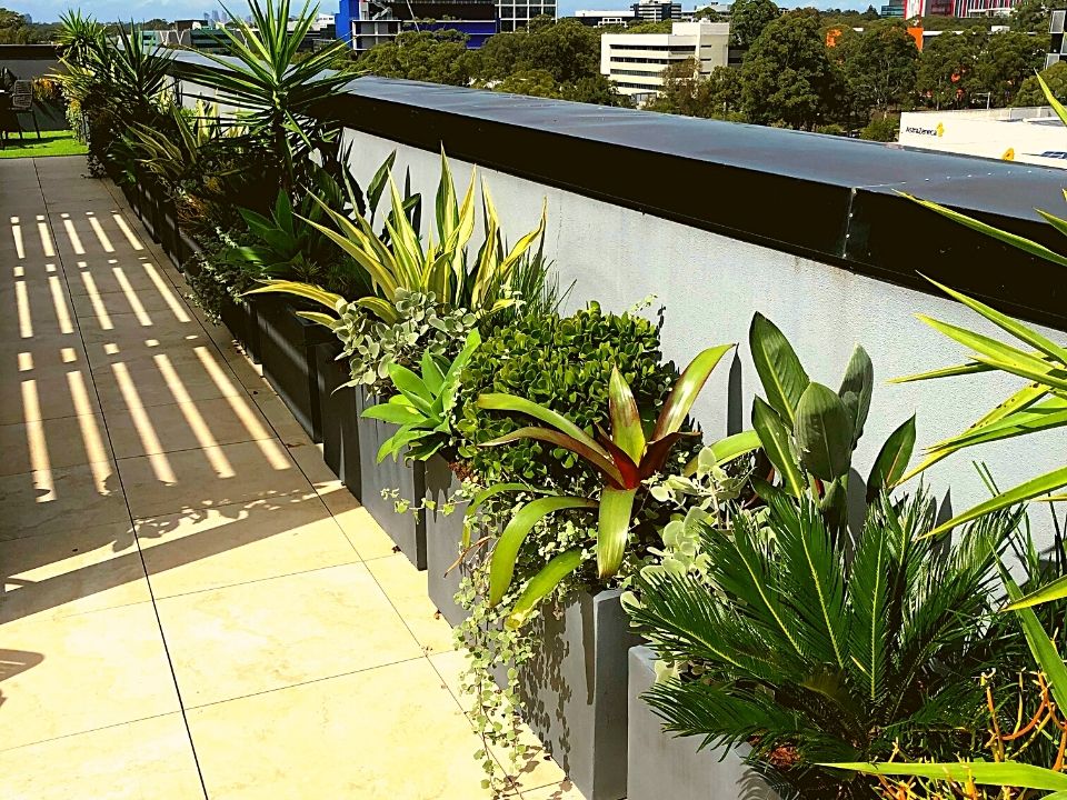 Plant Hire Company in Sydney Starting 25/Week Interior Plant Designs