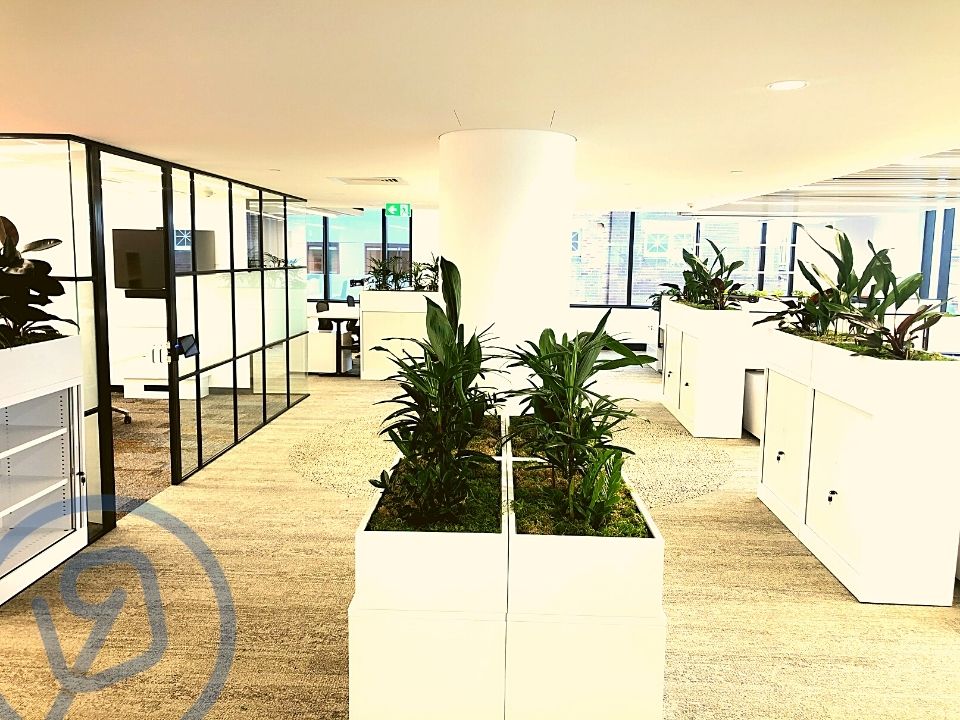 Plant Hire Company in Sydney Starting 25/Week Interior Plant Designs