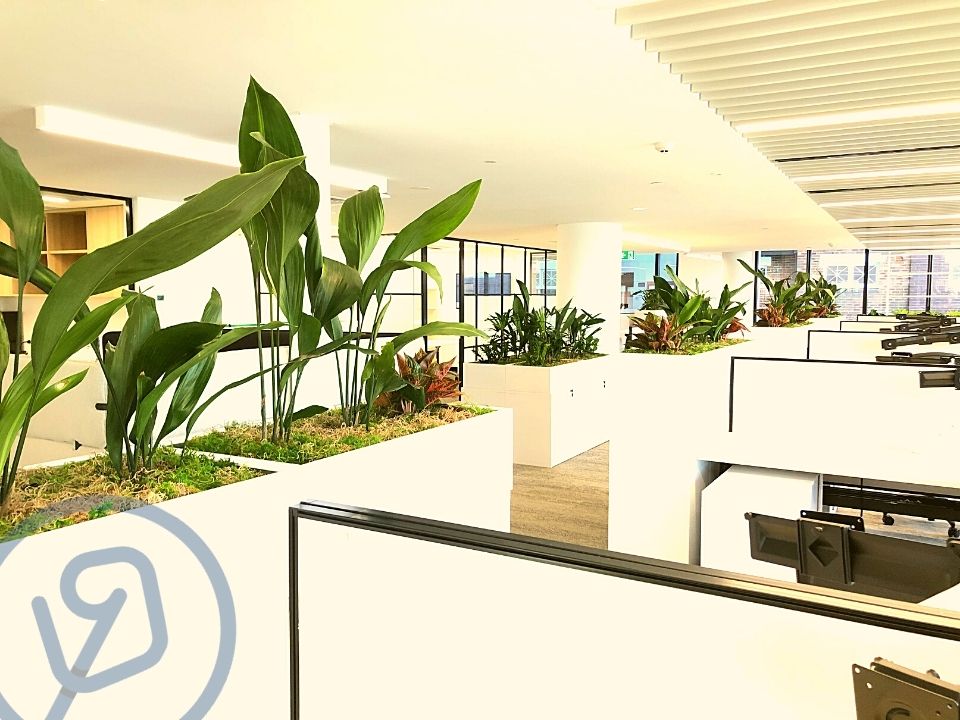 Plant Hire Company in Sydney Starting 25/Week Interior Plant Designs