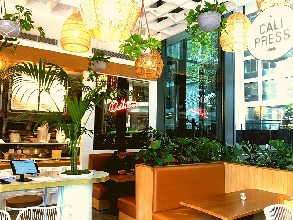 Plant Hire Company in Sydney Starting 25/Week Interior Plant Designs