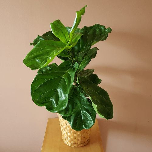 17 Top Photos Fiddle Leaf Fig Ficus Cats / Cómo lograr que tu Ficus