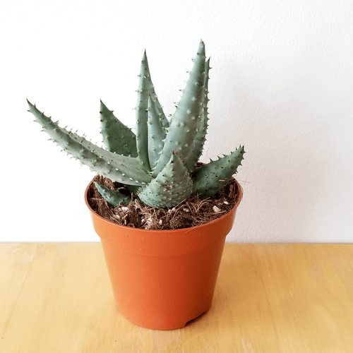 Aloe Reitzii InteriorPlants.ca