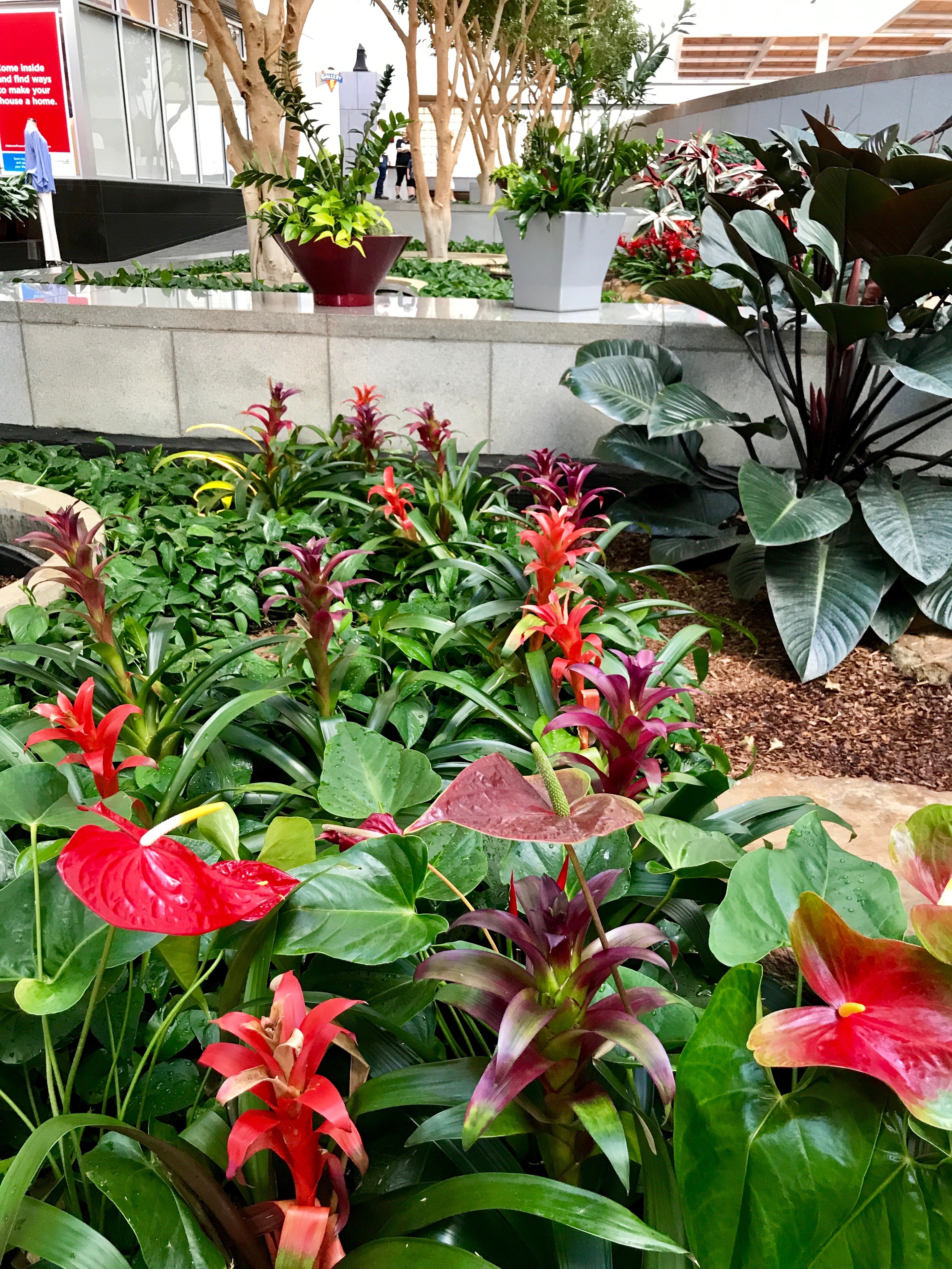 January Plant of the Month Bromeliad Interiorscapes, Inc