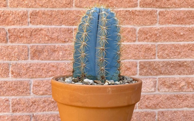5 Most Beautiful Cactus Plants To Grow In Urban Garden Interiors n More