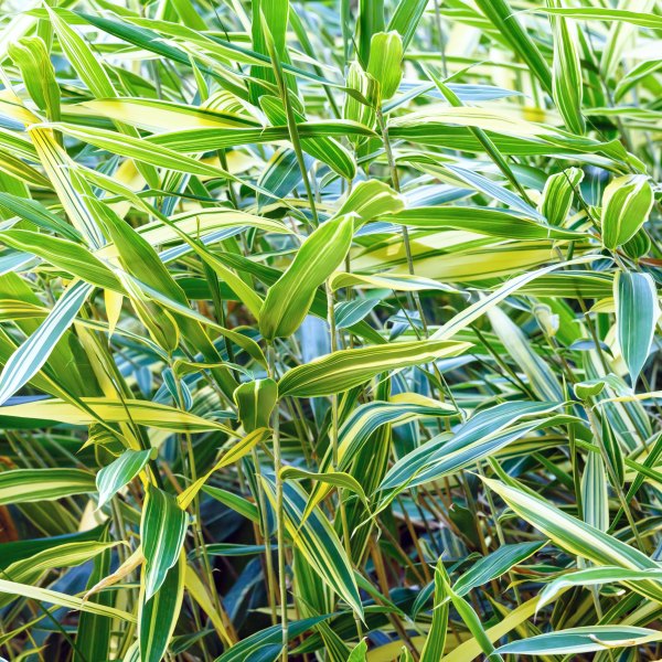 Reed Canary Grass Interlake Forage Seeds
