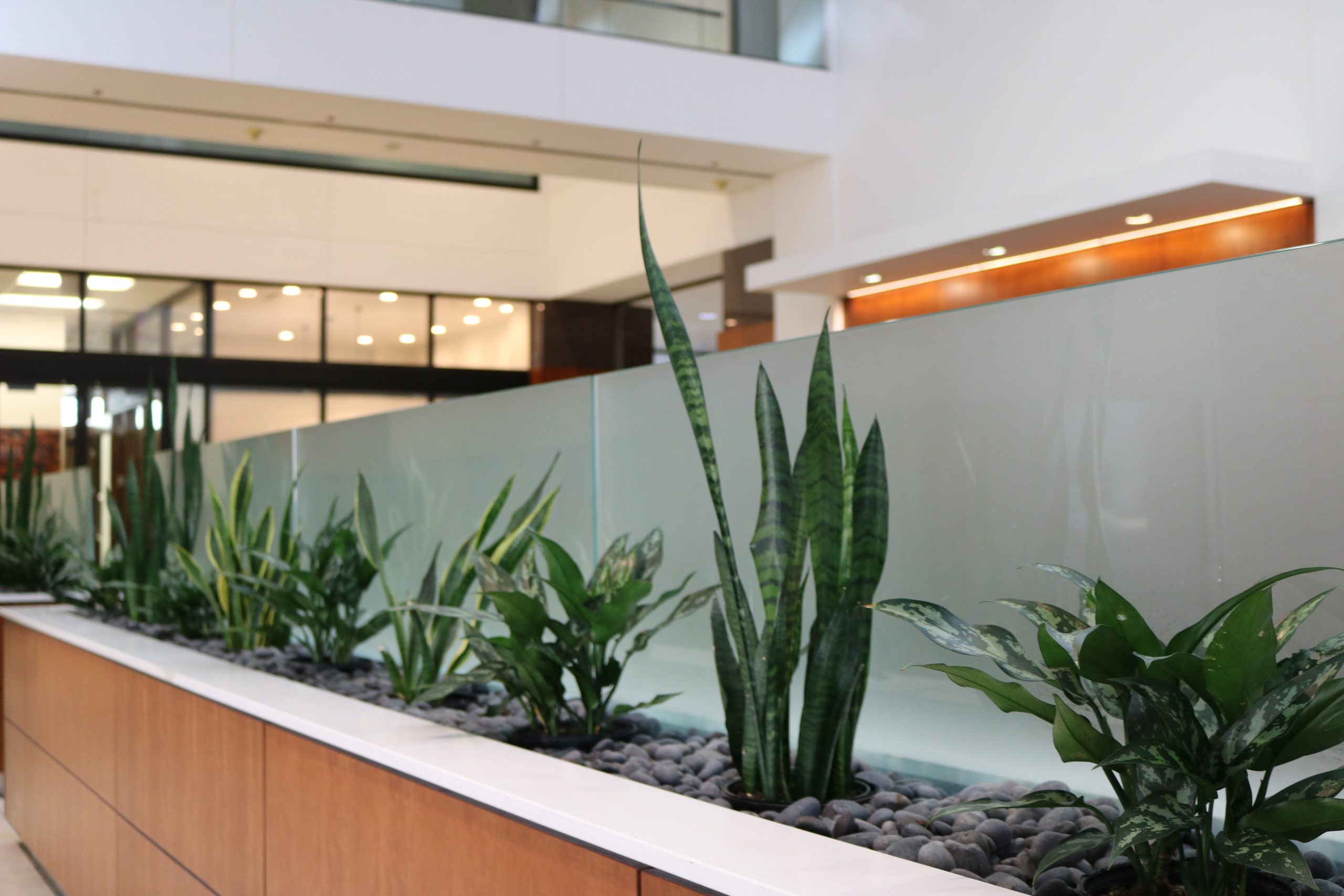 Interior Landscaping Salt Lake City, Utah Interior Plant Services