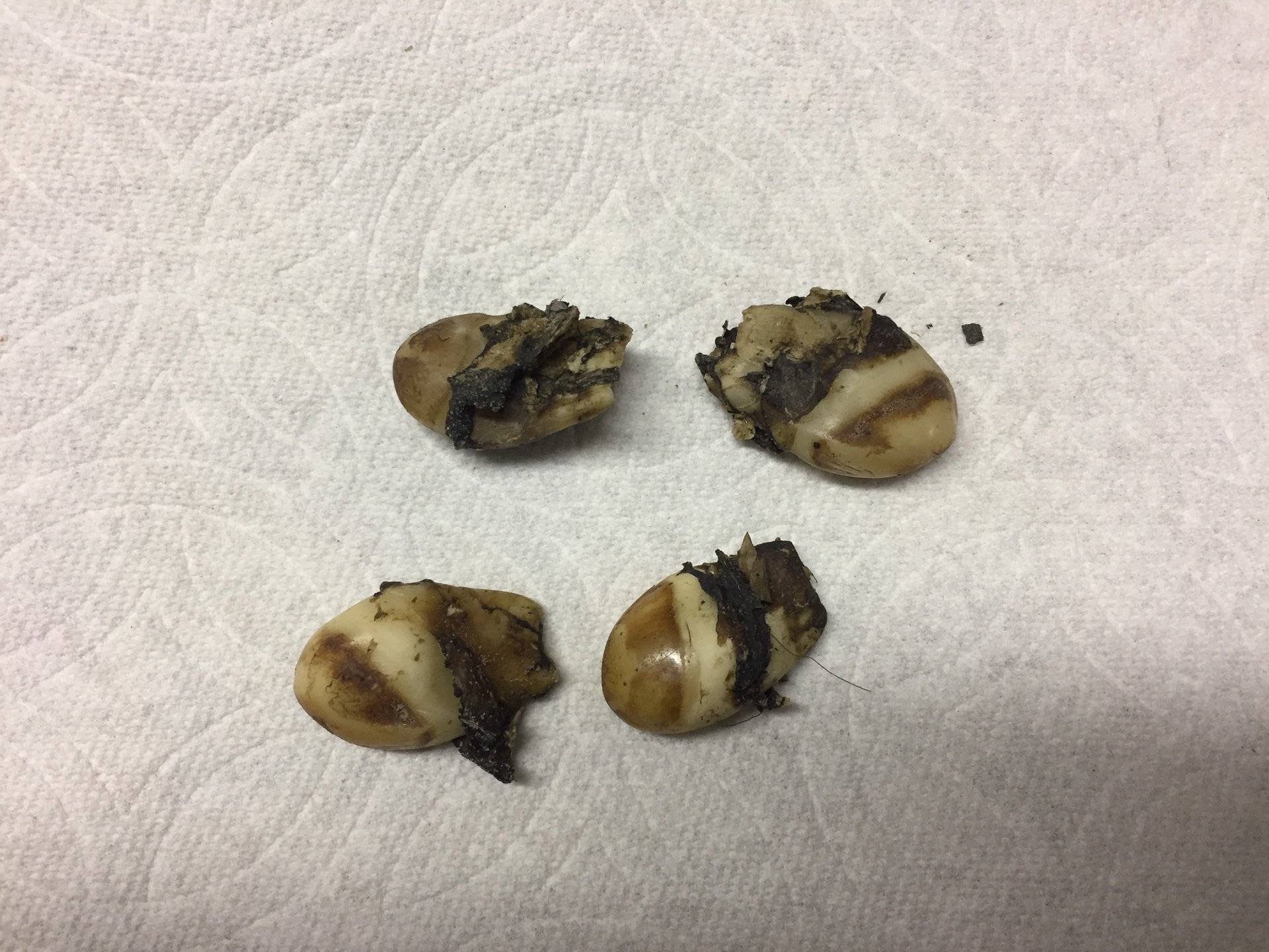 Cleaning Elk Ivory Teeth??? Bloodydecks