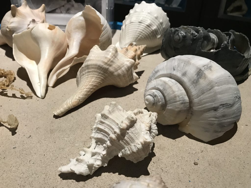 International Show & Tell Humanity, Community, Marvels and Milestones