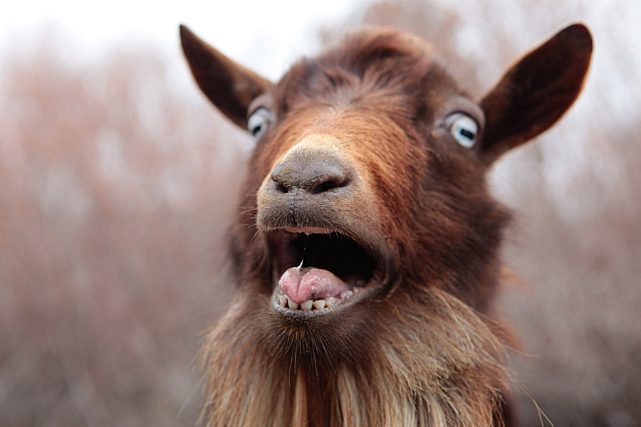 GOAT (Greatest Of All Time)