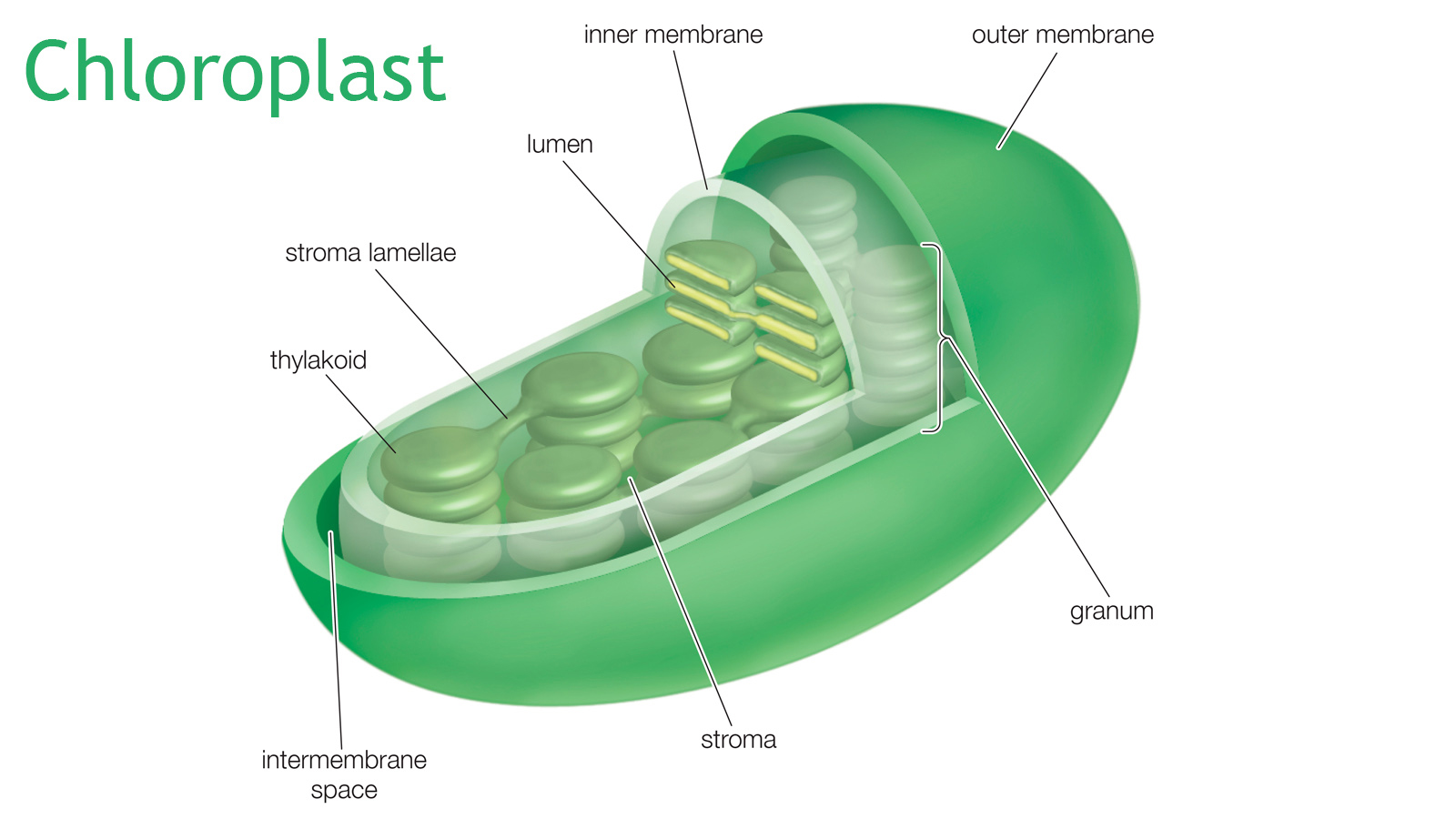 Molekularbiologie der Zelle Teil 7 Photosynthese