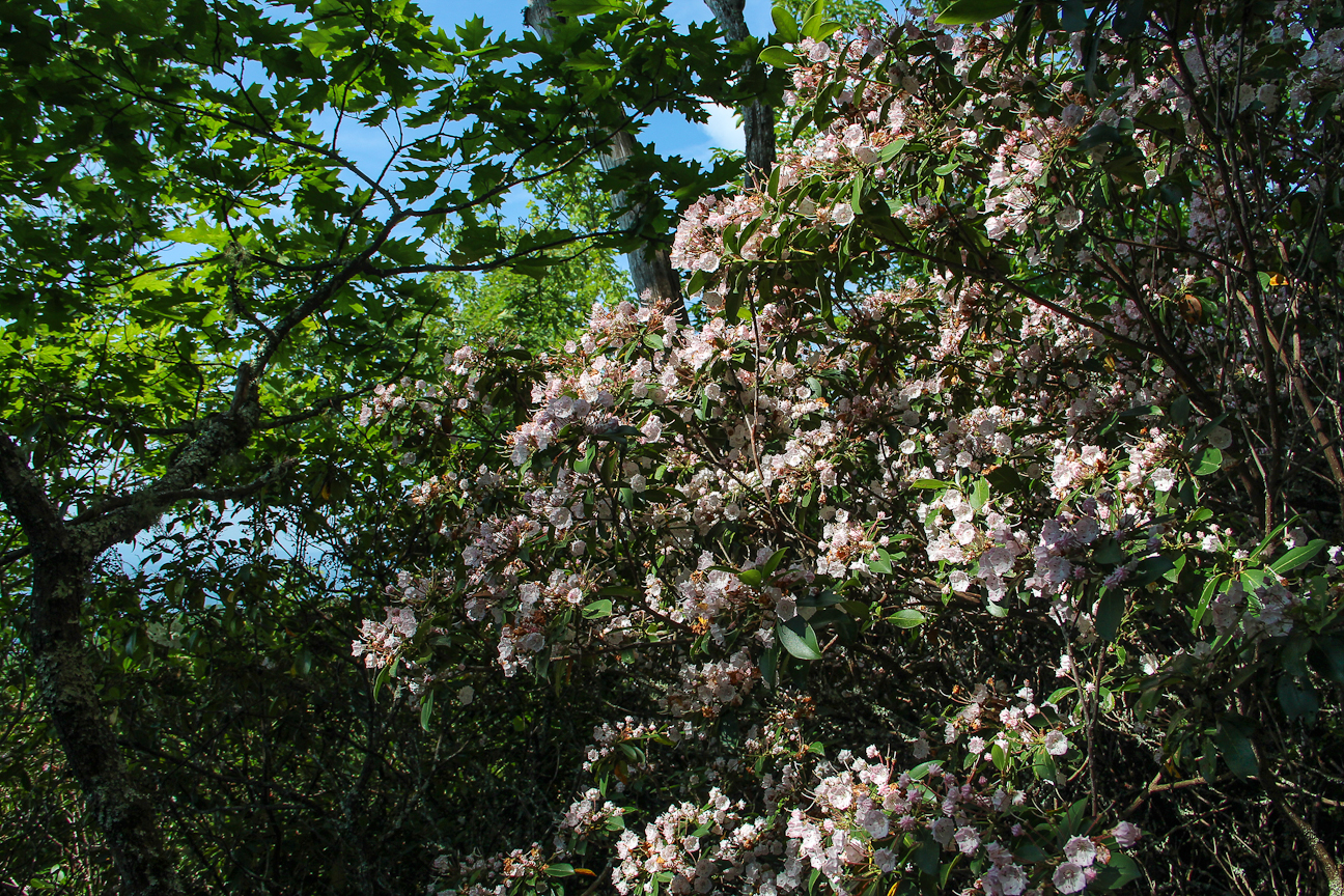 Meanderthals Art Loeb Trail to Pilot Mountain, Pisgah National Forest
