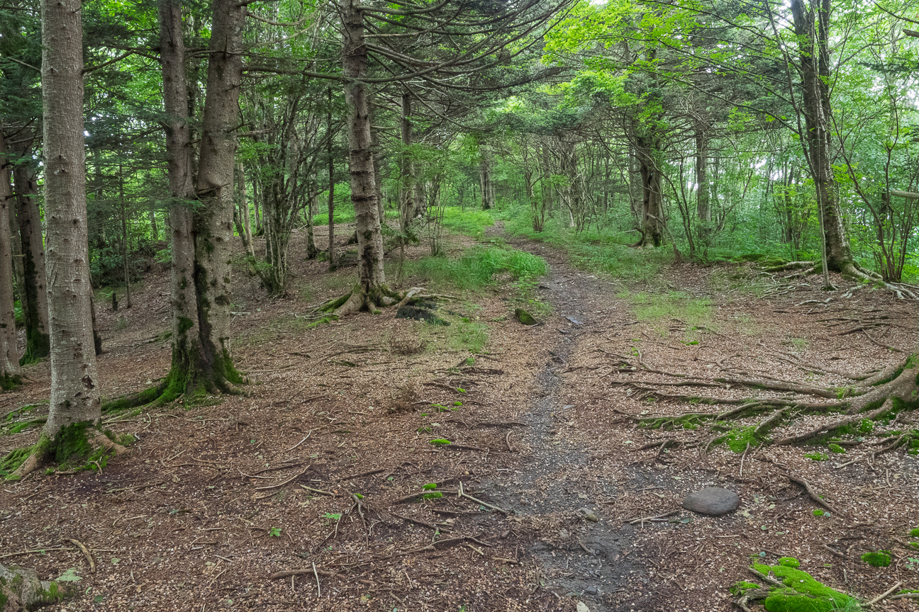 Meanderthals | Bob Stratton Bald via Connector 54A, Nantahala National ...