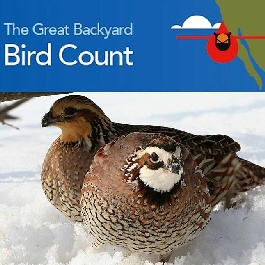 2020 Great Backyard Bird Count Meanderthals