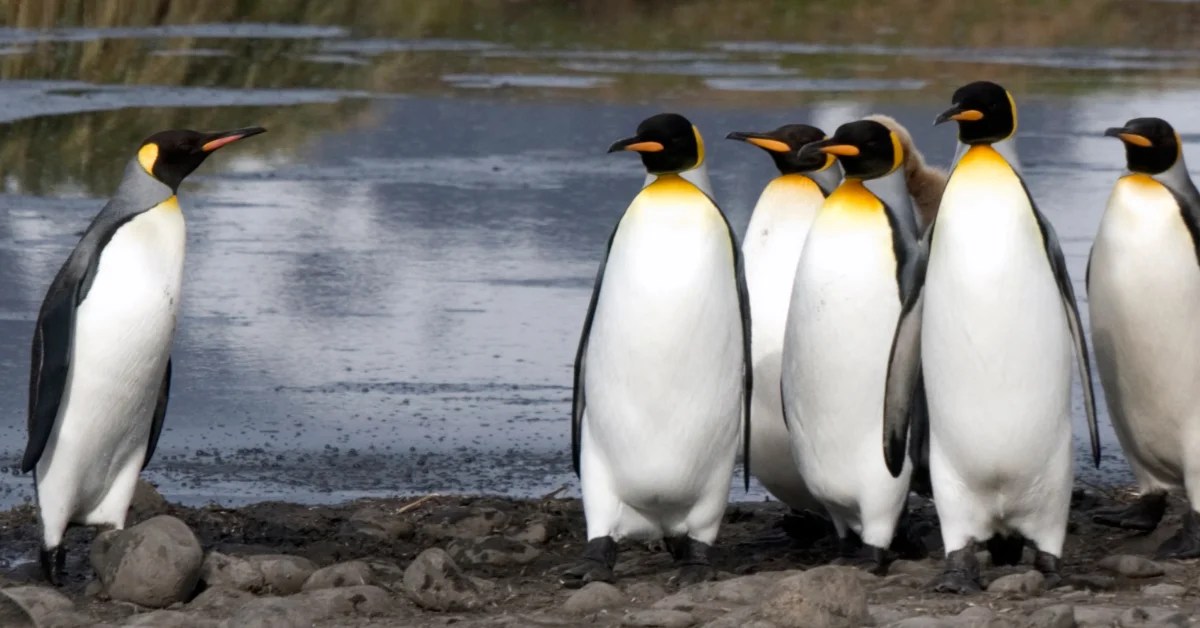 What is Animal Leadership? (Learn leadership from Animals)