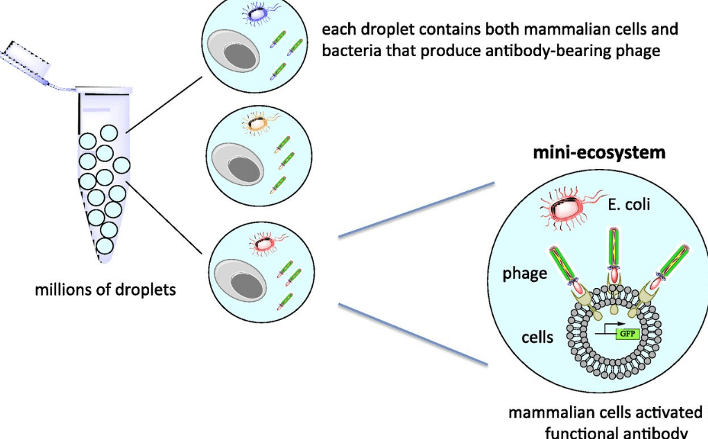 HOW TO EXPRESS EUKARYOTIC PROTEINS IN E. COLI? Interpretomics