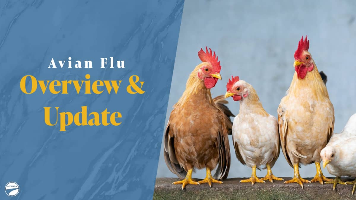 Avian Flu affects Poultry Farms Interra International