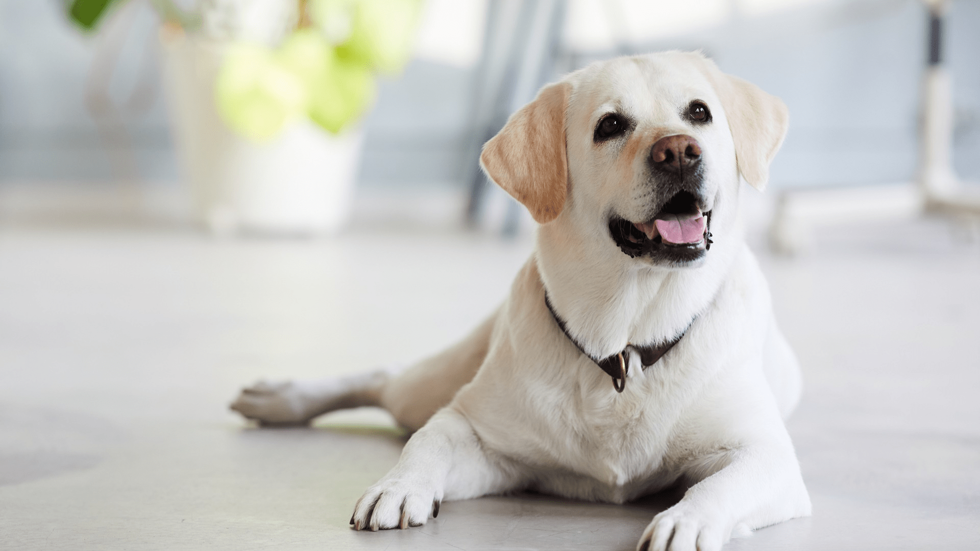 Pet Vaccinations In Centuria, WI 54824 Interstate Veterinary Hospital