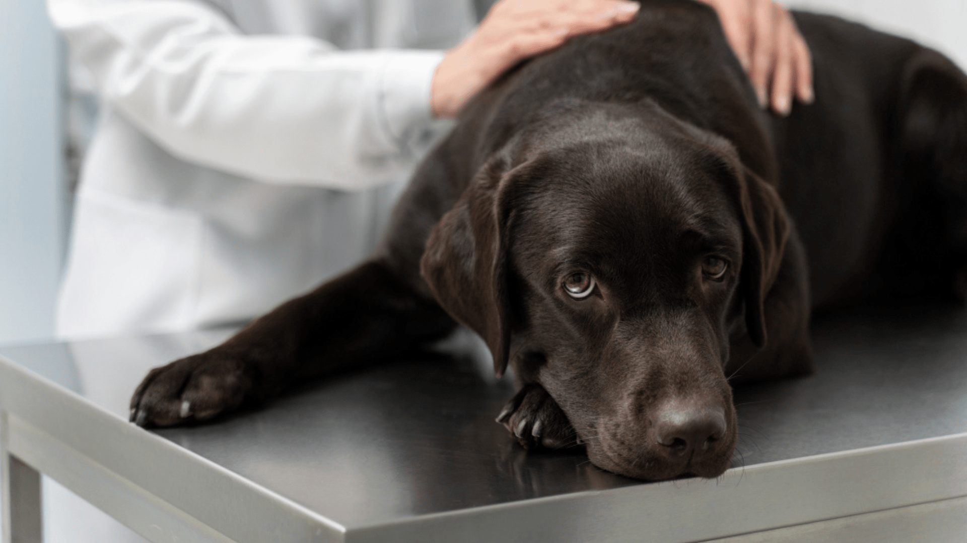 Pet Umbilical And Inguinal Hernia Repair In Centuria, WI 54824