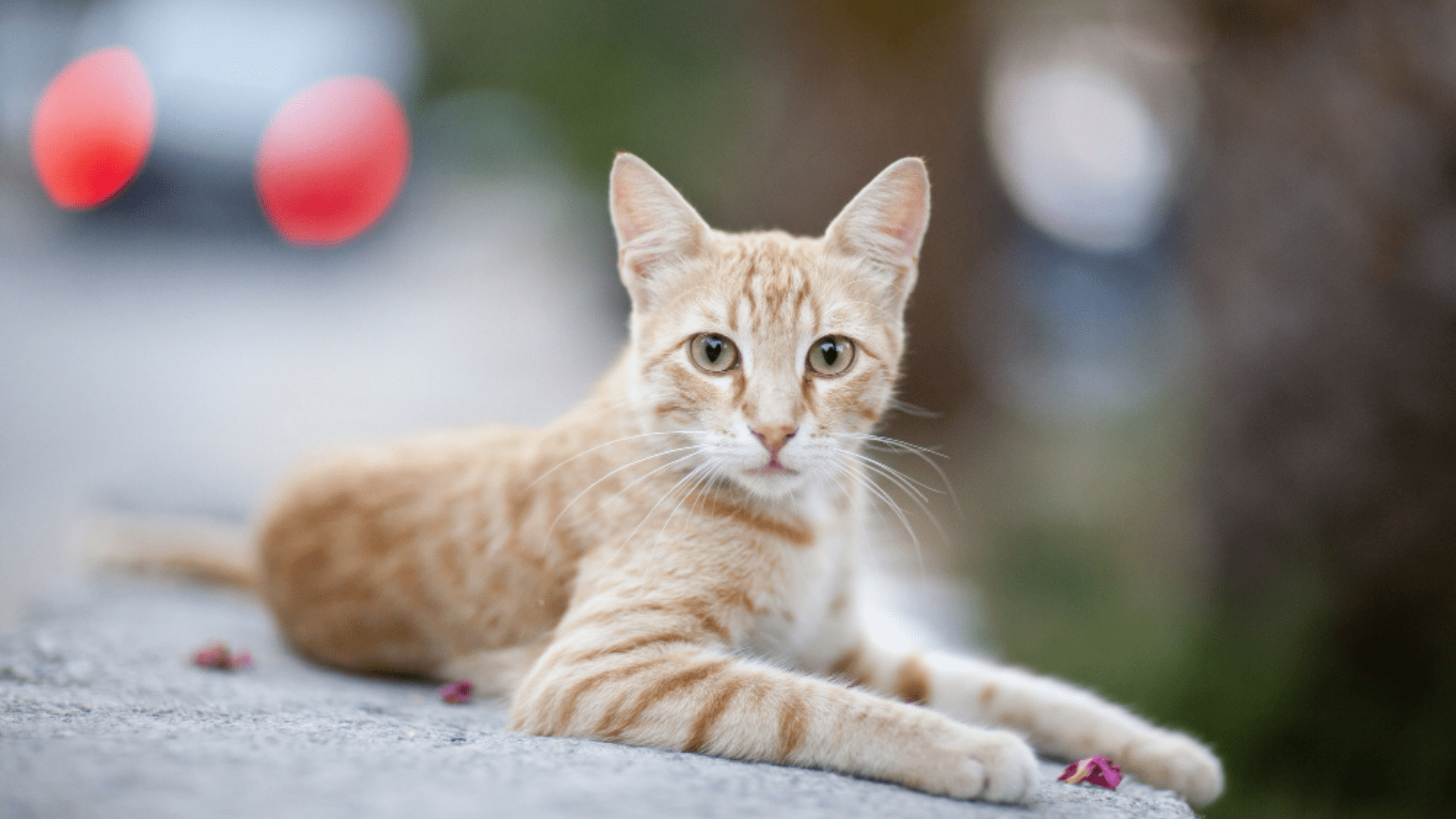 Pet Entropion/Ectropion/cherry Eye Repair In Centuria, WI 54824