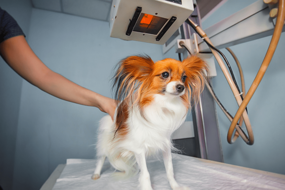 Pet Radiology In Centuria, WI 54824 Interstate Veterinary Hospital