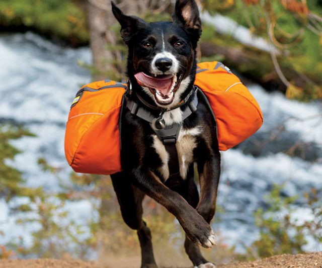 Dog Harness Backpack INTERWEBS