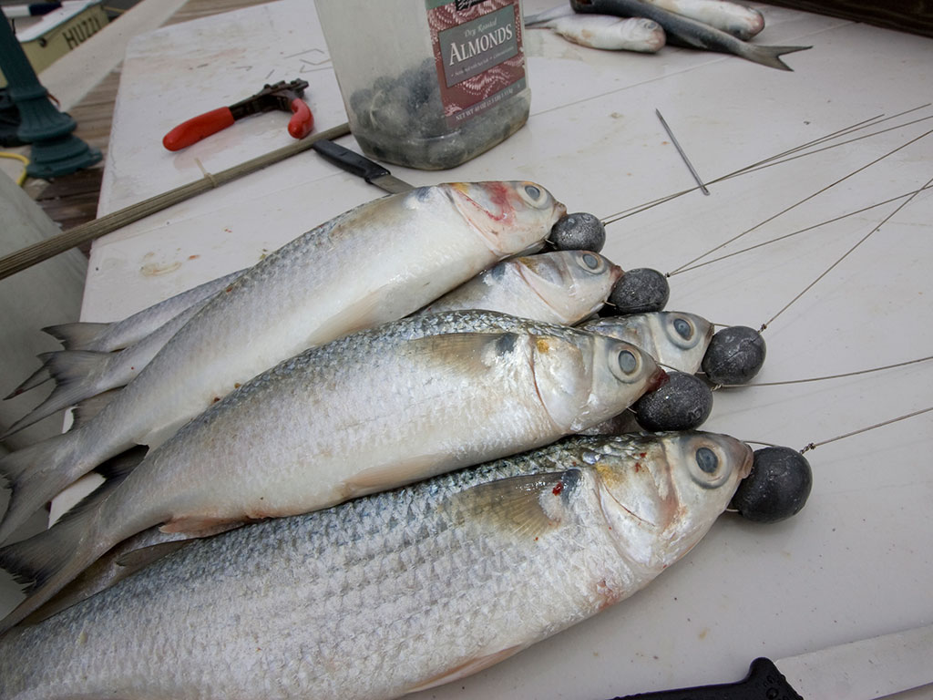 Dredge Fishing 101 InTheBite