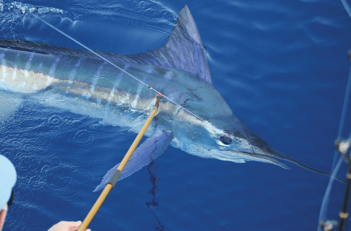 Bait School Four Captains, 20 Tips for Better Live Bait Fishing