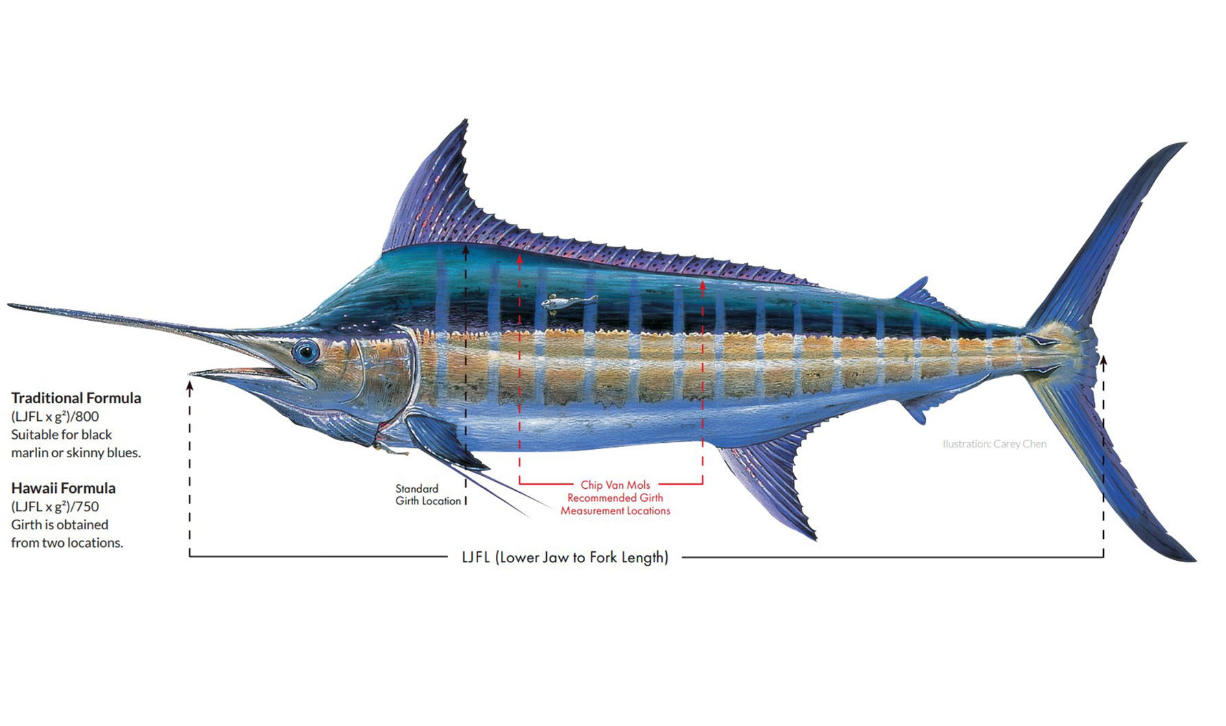 Fine Tuning The Marlin Weight Formula for More Accuracy