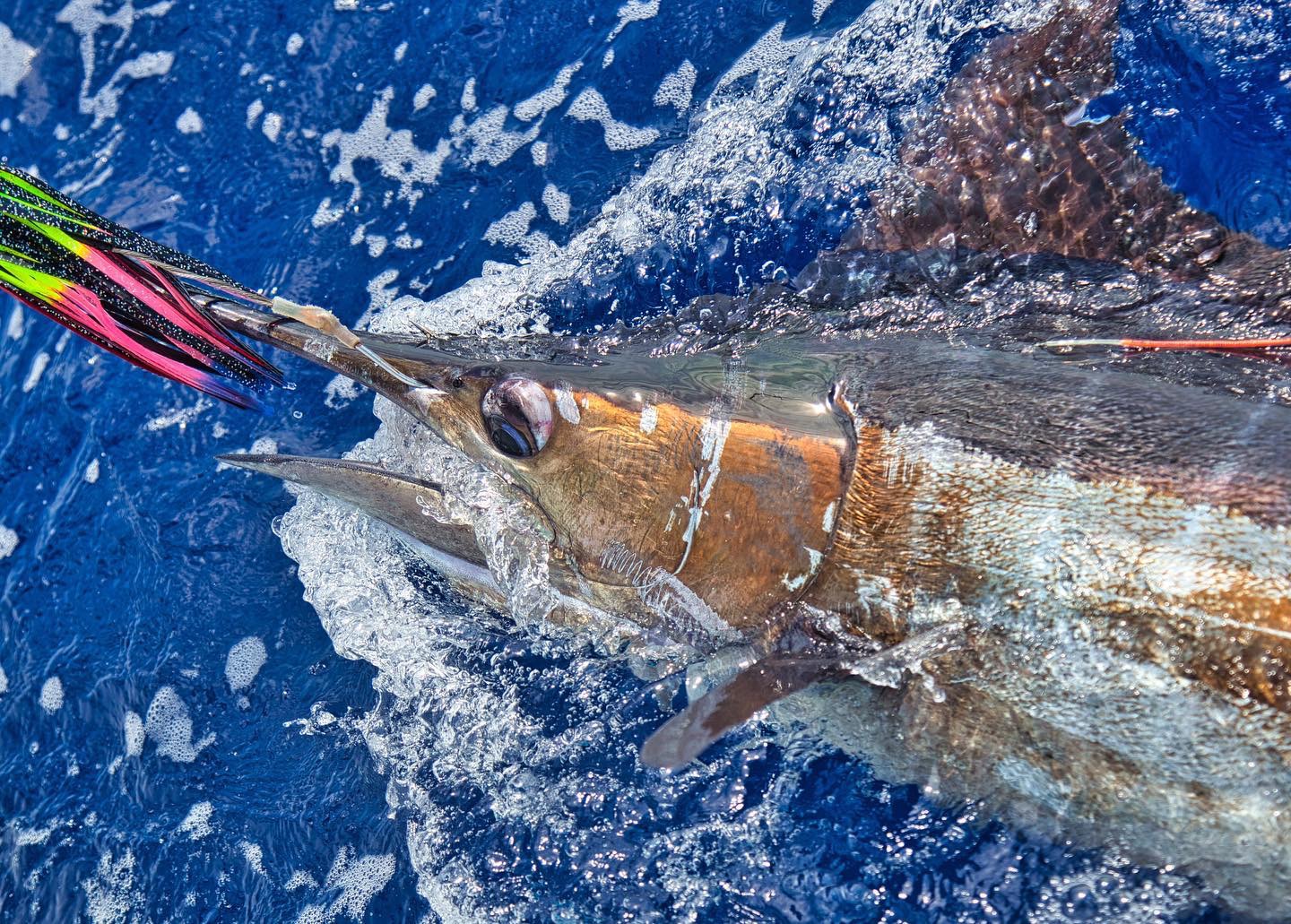 Expert Insight Into Blue Marlin Fishing Hook Sets InTheBite