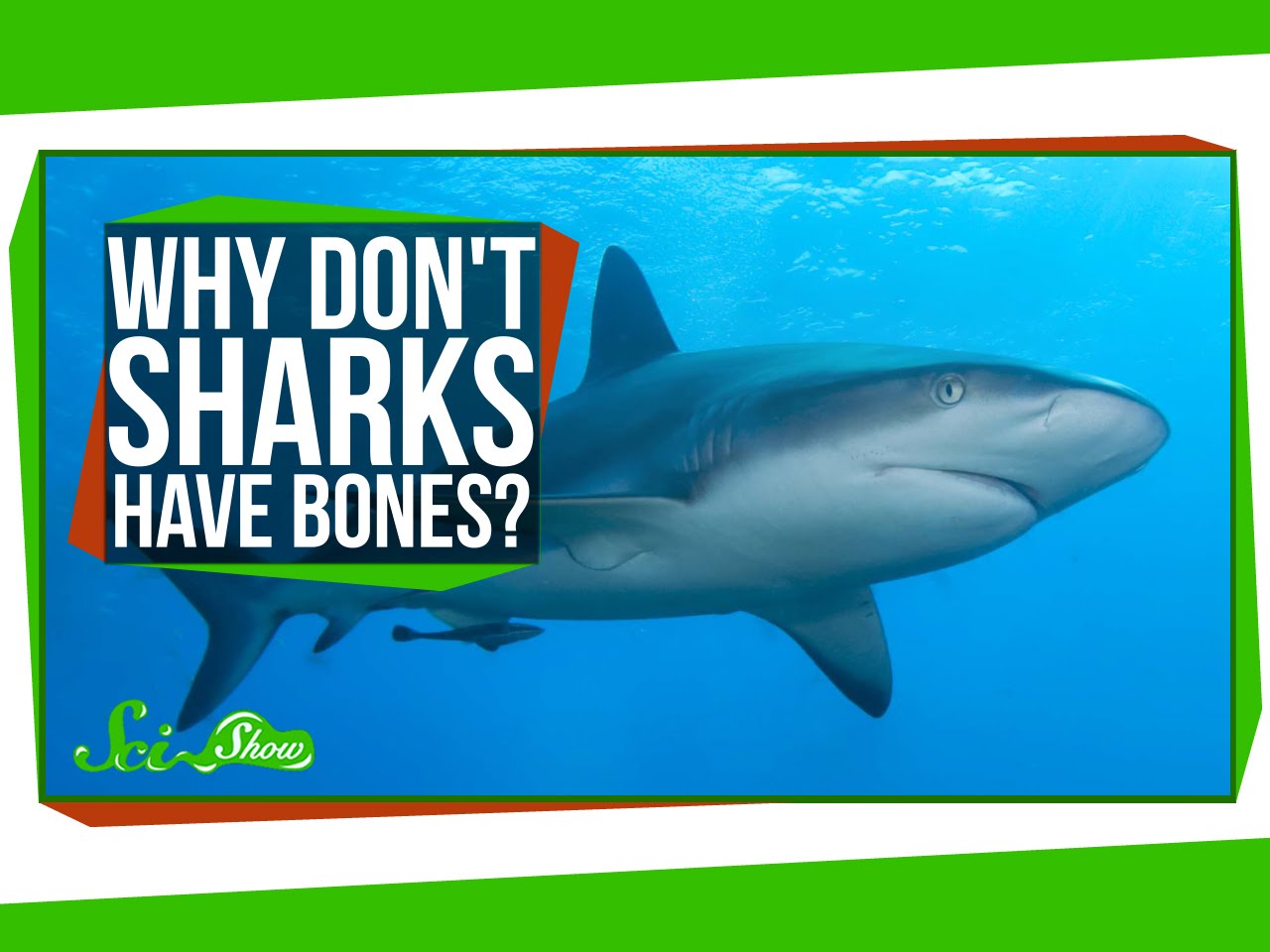 Why Don’t Sharks Have Bones? INTHEFAME
