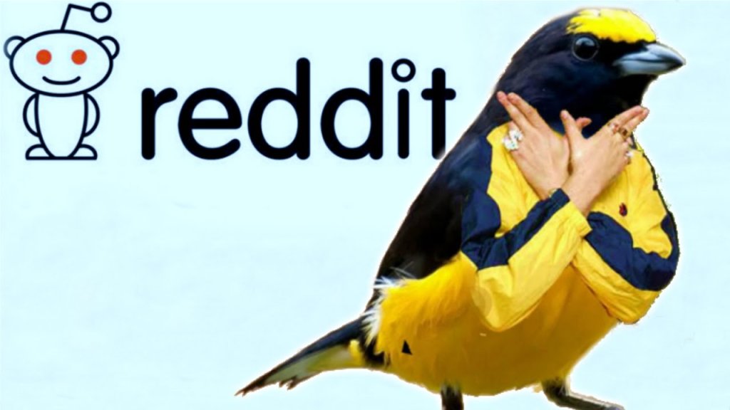 10 Weirdest Things On Reddit INTHEFAME